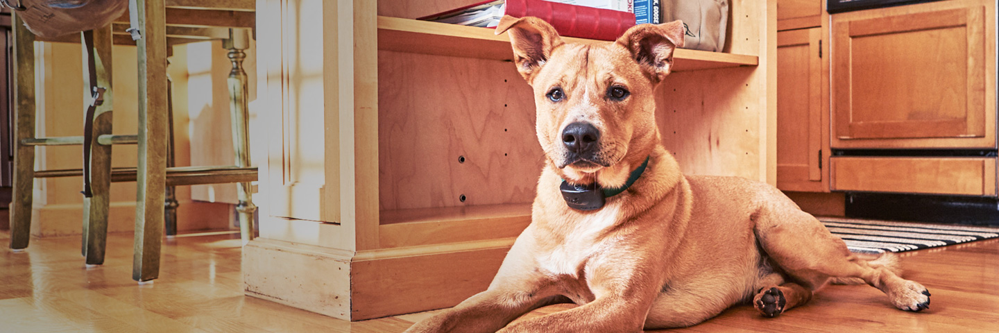 DogWatch of the Ozarks SW MO, Strafford, MIssouri | Indoor Pet Fences Slider Image